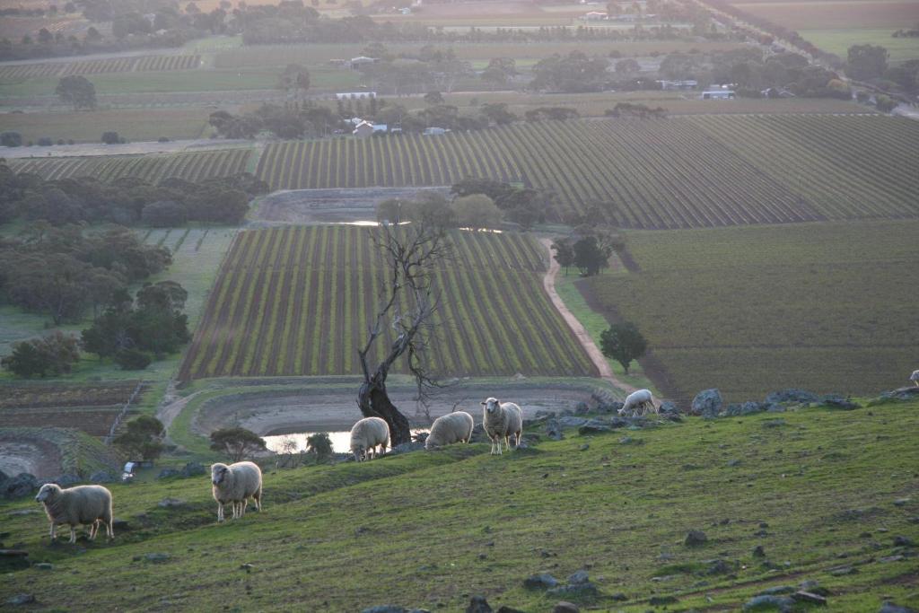 Barossa Vineyard Cottages 타눈다 외부 사진